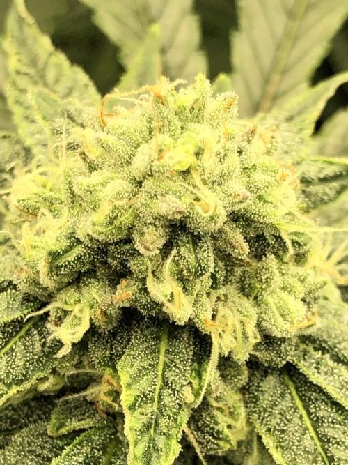 Witches Wedding Seedman Indoor Fall. Week 15