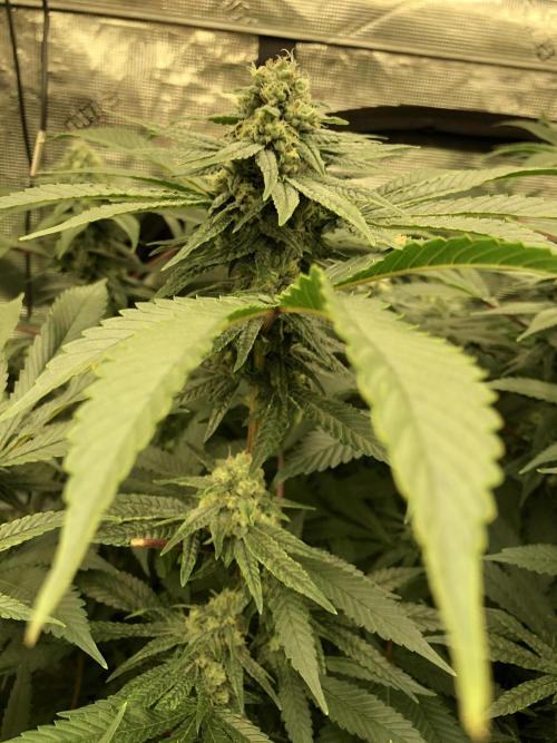 Witches Wedding Seedman Indoor Fall. Week 15