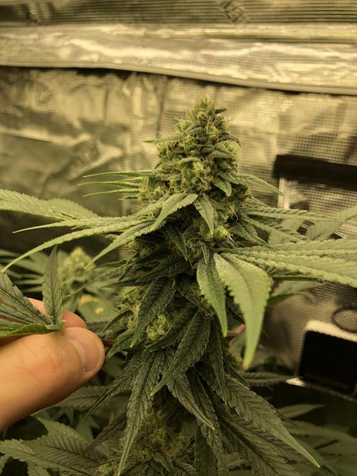 Witches Wedding Seedman Indoor Fall. Week 15