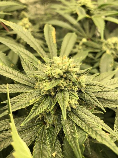 Witches Wedding Seedman Indoor Fall. Week 15