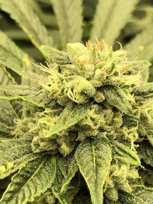 Witches Wedding Seedman Indoor Fall. Week 15