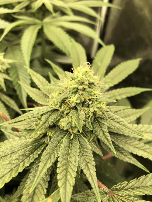 Witches Wedding Seedman Indoor Fall. Week 15