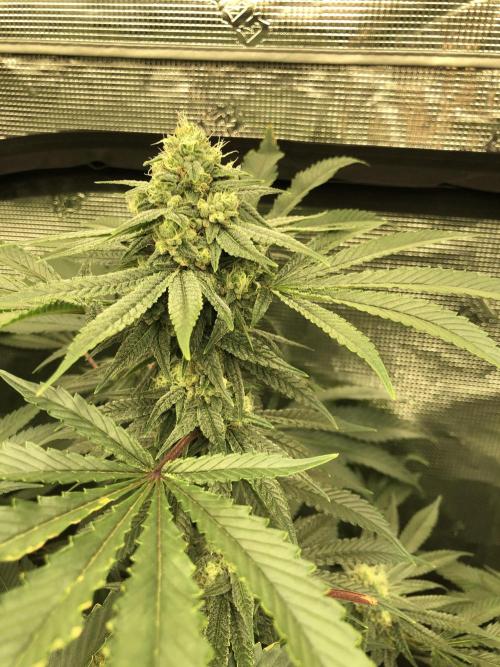 Witches Wedding Seedman Indoor Fall. Week 15