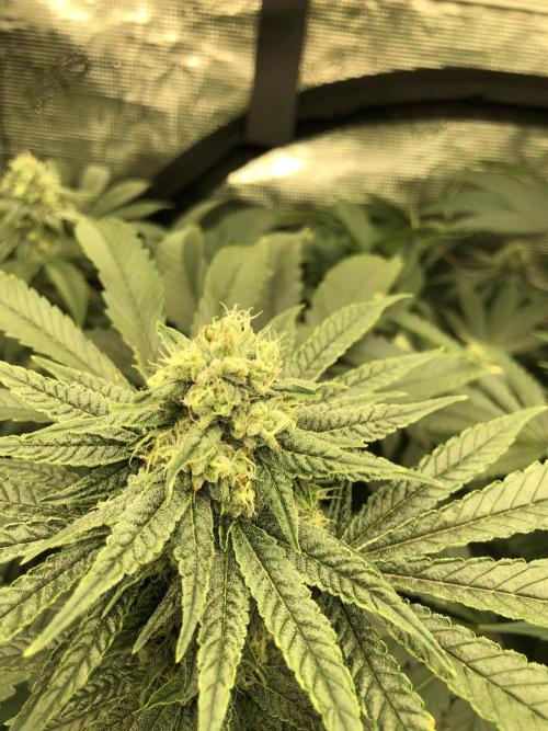 Witches Wedding Seedman Indoor Fall. Week 15