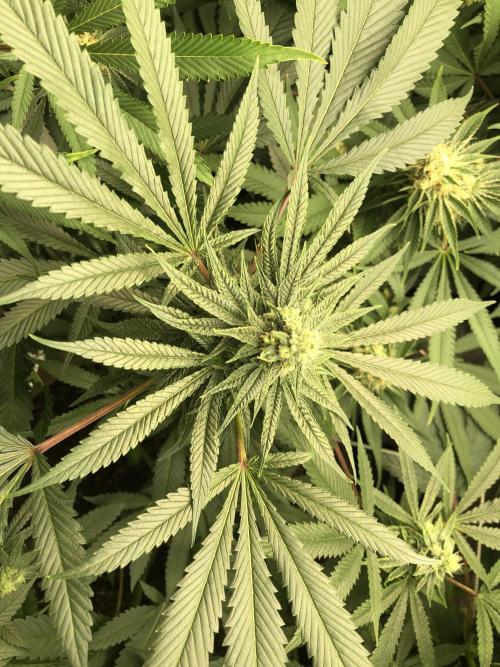 Witches Wedding Seedman Indoor Fall. Week 15