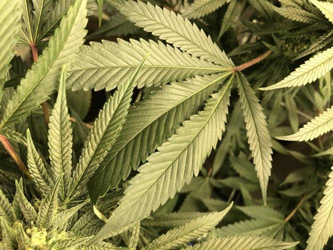 Witches Wedding Seedman Indoor Fall. Week 15