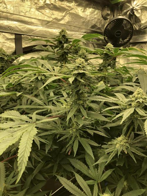 Witches Wedding Seedman Indoor Fall. Week 15