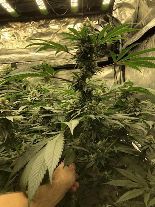 Witches Wedding Seedman Indoor Fall. Week 15