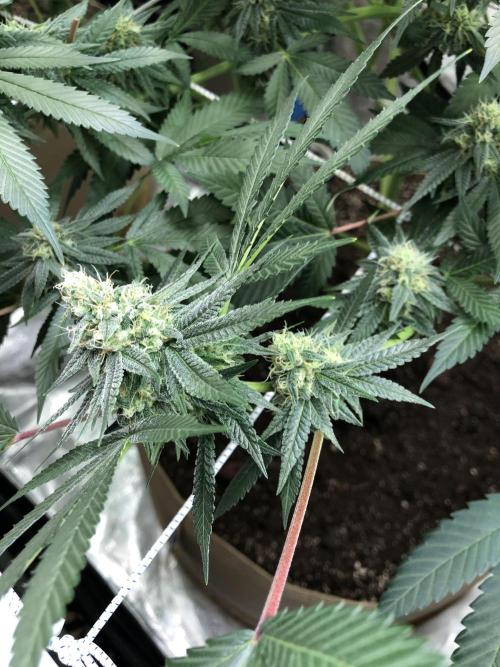 Witches Wedding Seedman Indoor Fall. Week 15