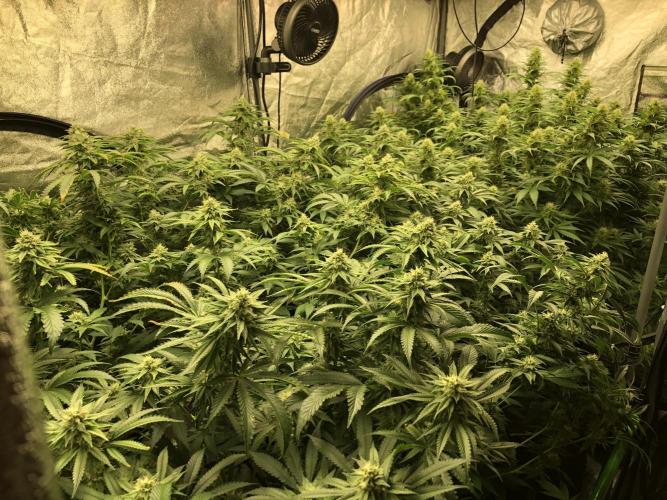 Euphoria Divine Seeds Indoor Fall. Week 15