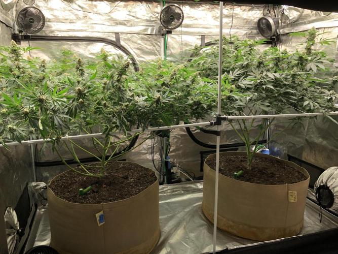 Purple Punch 00 Indoor Scrog Fall. Week 15