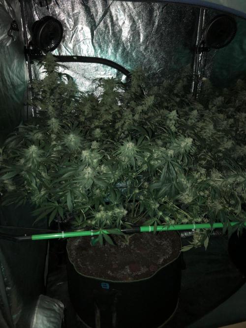 Gorilla Melon Fast Buds Indoor Fall. Week 16