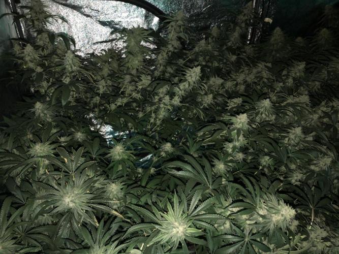 Gorilla Melon Fast Buds Indoor Fall. Week 16