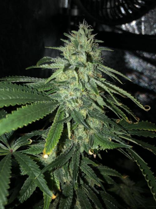 Gorilla Melon Fast Buds Indoor Fall. Week 16