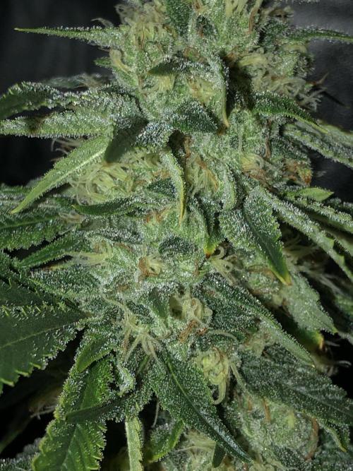 Gorilla Melon Fast Buds Indoor Fall. Week 16