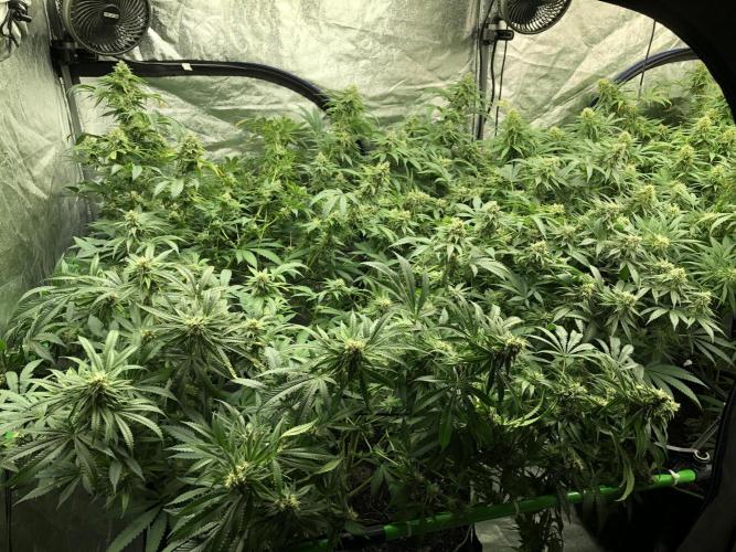 Gorilla Melon Fast Buds Indoor Fall. Week 16