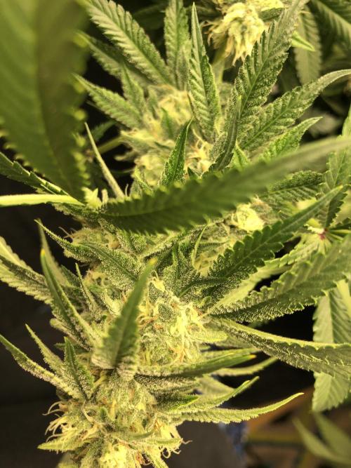 Gorilla Melon Fast Buds Indoor Fall. Week 16