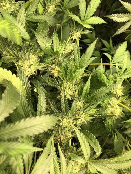 Gorilla Melon Fast Buds Indoor Fall. Week 16