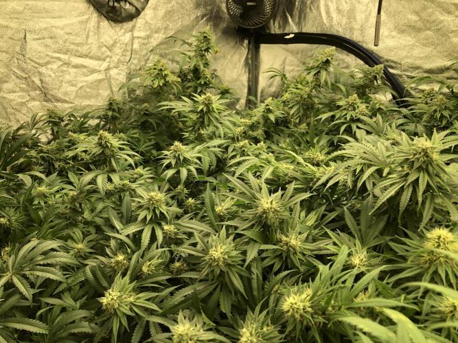 Gorilla Melon Fast Buds Indoor Fall. Week 16