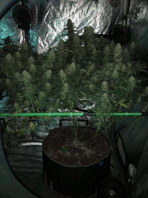 Euphoria Divine Seeds Indoor Fall. Week 16