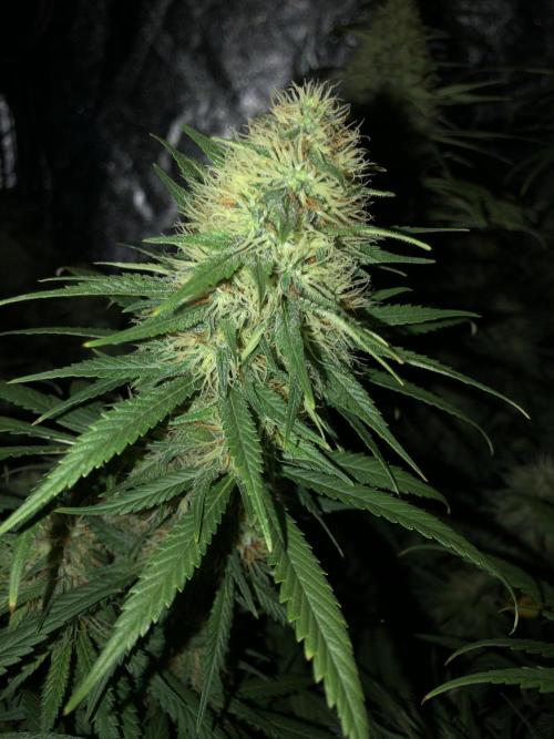 Euphoria Divine Seeds Indoor Fall. Week 16