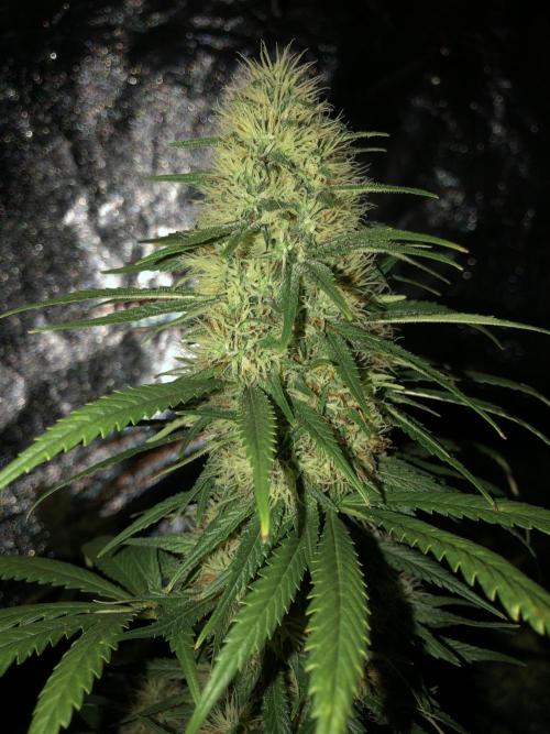 Euphoria Divine Seeds Indoor Fall. Week 16