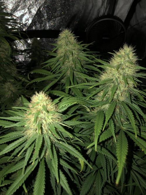 Euphoria Divine Seeds Indoor Fall. Week 16