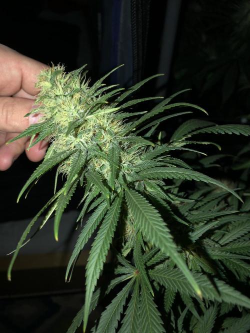 Euphoria Divine Seeds Indoor Fall. Week 16