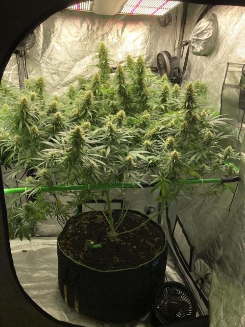 Euphoria Divine Seeds Indoor Fall. Week 16
