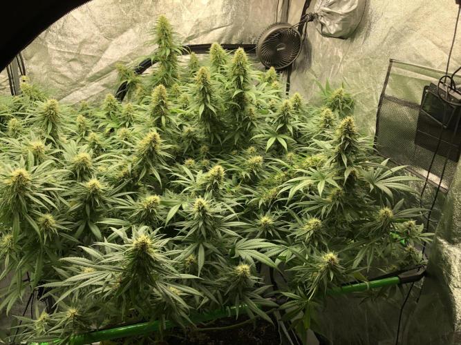 Euphoria Divine Seeds Indoor Fall. Week 16