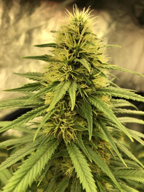 Euphoria Divine Seeds Indoor Fall. Week 16