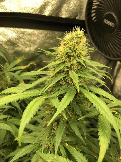 Euphoria Divine Seeds Indoor Fall. Week 16