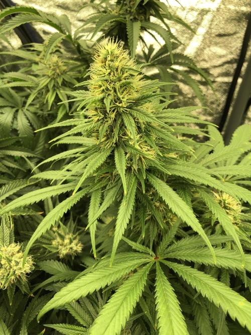 Euphoria Divine Seeds Indoor Fall. Week 16