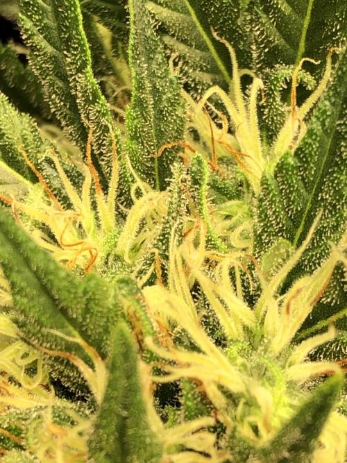 Euphoria Divine Seeds Indoor Fall. Week 16