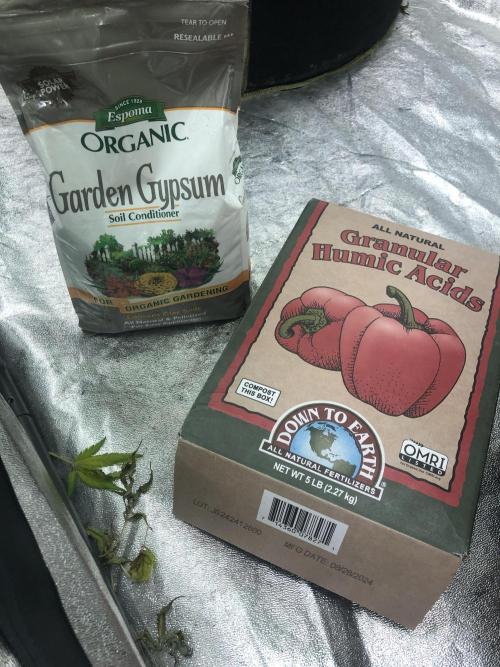 Euphoria Divine Seeds Indoor Fall. Week 16