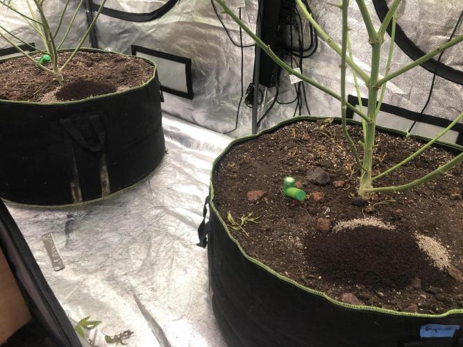 Euphoria Divine Seeds Indoor Fall. Week 16