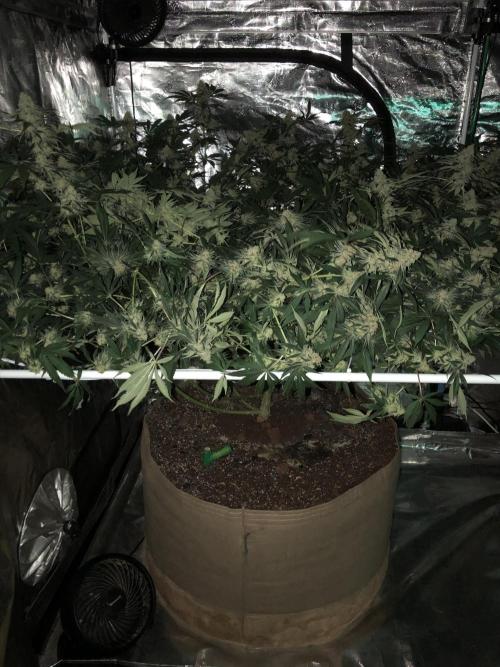 Purple Punch 00 Indoor Scrog Fall. Week 16