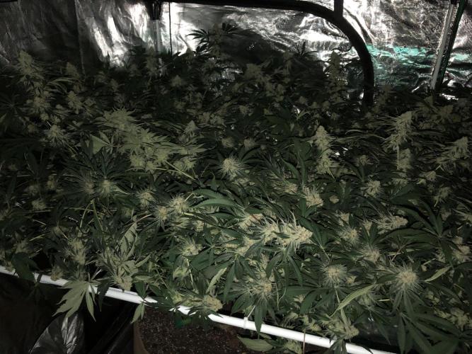 Purple Punch 00 Indoor Scrog Fall. Week 16