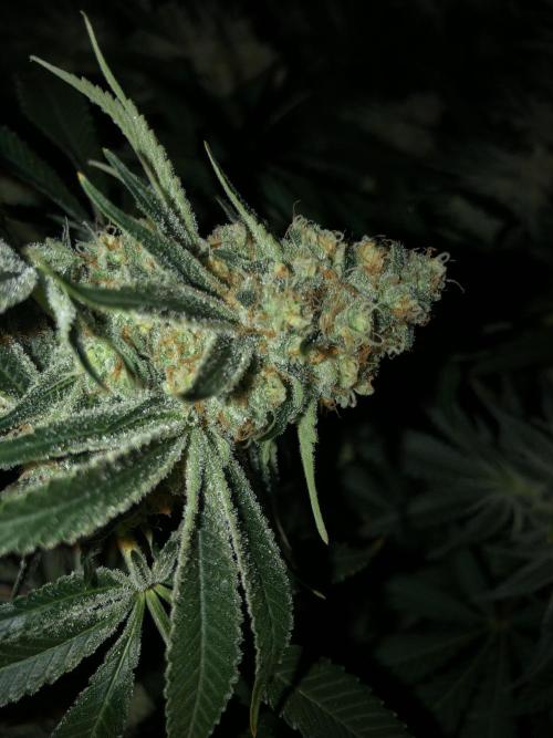 Purple Punch 00 Indoor Scrog Fall. Week 16