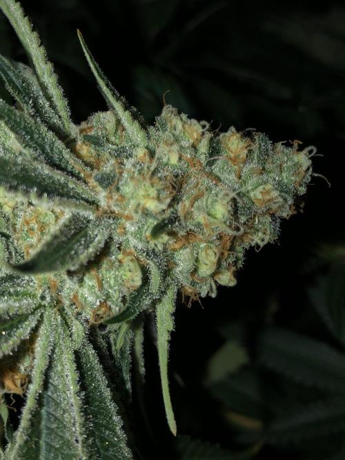 Purple Punch 00 Indoor Scrog Fall. Week 16