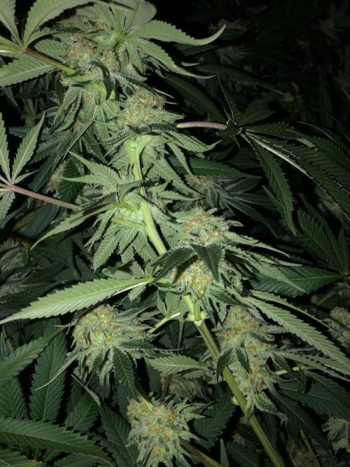 Purple Punch 00 Indoor Scrog Fall. Week 16