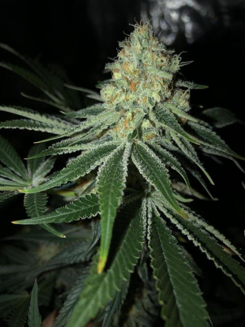 Purple Punch 00 Indoor Scrog Fall. Week 16