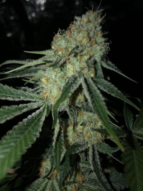 Purple Punch 00 Indoor Scrog Fall. Week 16