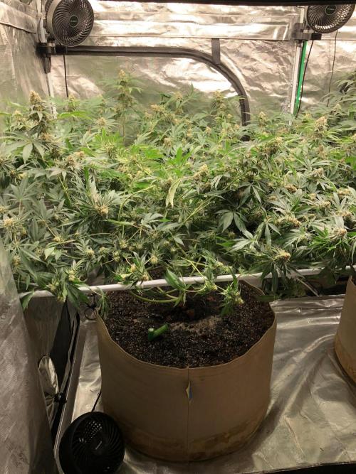 Purple Punch 00 Indoor Scrog Fall. Week 16