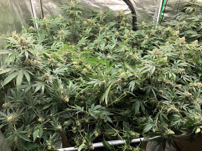 Purple Punch 00 Indoor Scrog Fall. Week 16