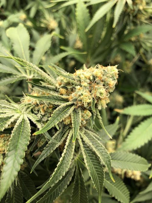 Purple Punch 00 Indoor Scrog Fall. Week 16