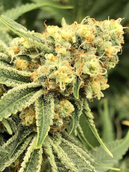 Purple Punch 00 Indoor Scrog Fall. Week 16