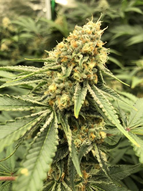 Purple Punch 00 Indoor Scrog Fall. Week 16