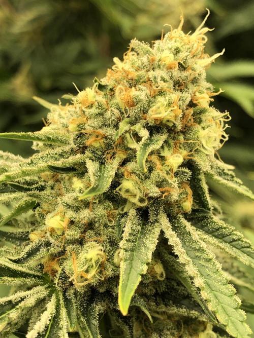 Purple Punch 00 Indoor Scrog Fall. Week 16