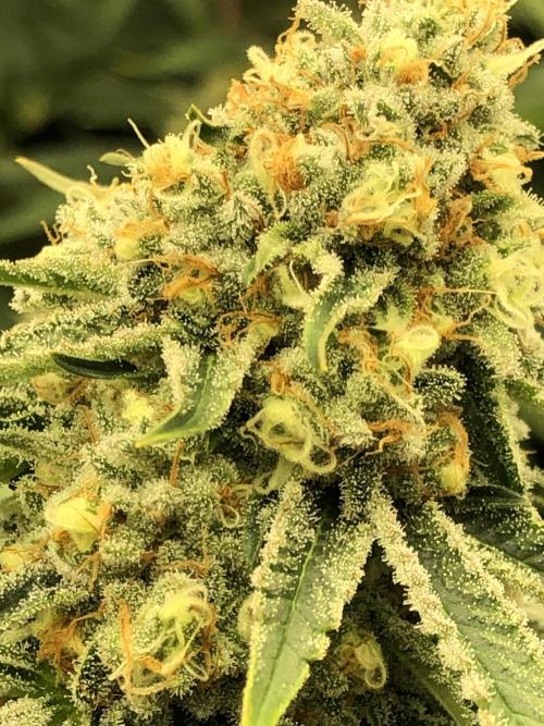 Purple Punch 00 Indoor Scrog Fall. Week 16